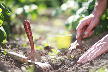 Obraz premium Small sprout for landing in the ground in hands
