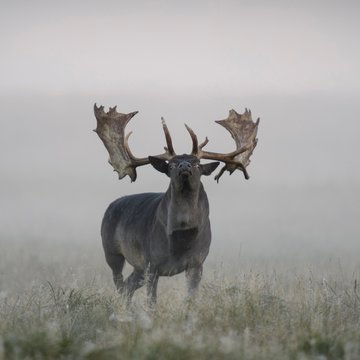 Fallow deer (Dama dama), buck, black morph, mist, Zealand, Denmark, Europe