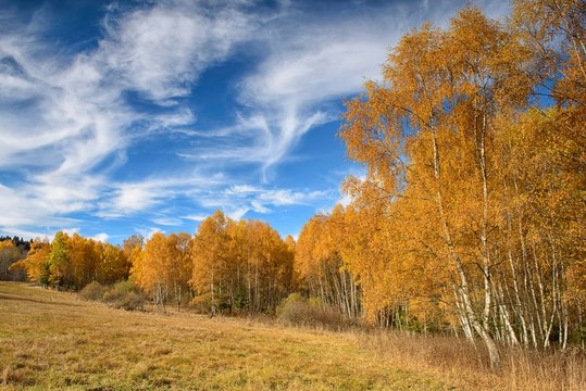 Birches (Betula) in autumn, Sumava National Park, Sumava, Czech Republic, Europe