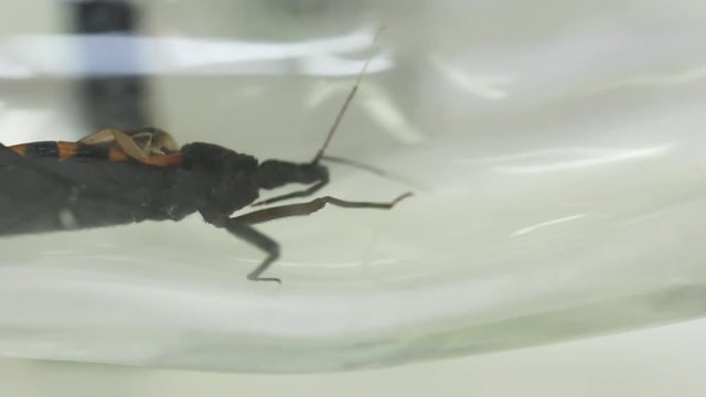 Y - shaped olfactometer experiment testing Chagas bug