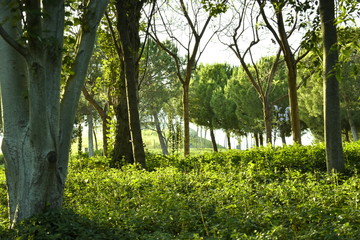 trees in the park landscape