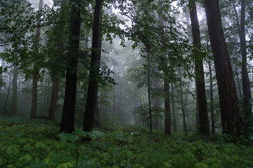 Fototapeta premium farneimwald