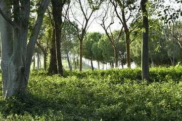 trees in the park landscape