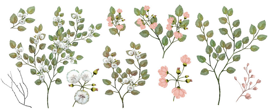 Watercolor illustration. Botanical collection of wild and garden plants. Set: leaves, flowers, branches, herbs and other natural elements. Pink flowers.