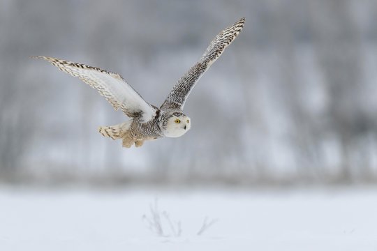 Snowy owl (Bubo scandiacus), flying in a snowy landscape, captive, Sumava National Park, Sumava Forest, Czech Republic, Europe