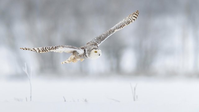 Snowy owl (Bubo scandiacus), flying in a snowy landscape, captive, Sumava National Park, Sumava Forest, Czech Republic, Europe