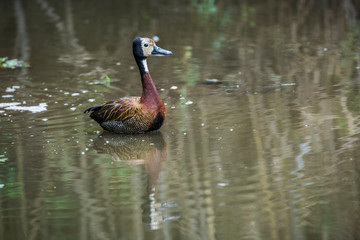 White faced Whistling-Duck swimming in lake with reflection in Kruger National park, South Africa ; Specie Dendrocygna viduata family of Anatidae
