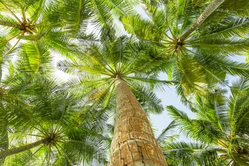 Gordijnen Palmen bei Sonnenschein von unten fotografiert © Robert Leßmann