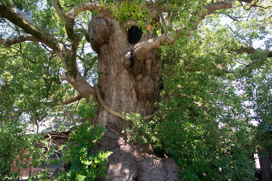 Old camphor tree in Suga shrine of Fujieda city in Shizuoka prefecture, Japan