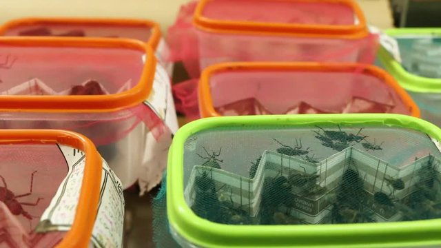 Laboratory experiment on Chagas bug sexual behavior