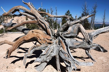 Rocky Mountain bristlecone pine (Pinus aristata), Bristlecone Pine Loop Trail, Bryce Canyon National Park, Utah, USA, North America