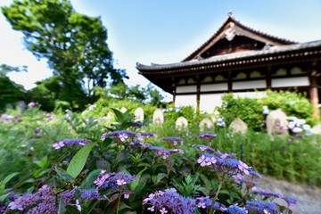 同時に咲く日本の寺のアジサイとコスモス