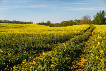 The road to the rapeseed field