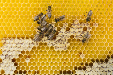 Top view honeycomb