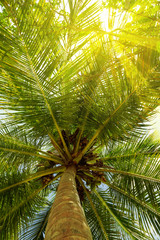 Palmen bei Sonnenschein von unten fotografiert