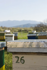 Honey farm landscape