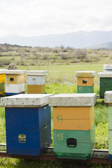 Honey farm landscape