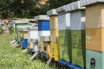 Fototapeta na wymiar Honey farm landscape