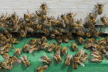 Bees on wood