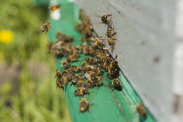 Bees on wood