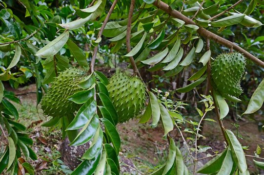 Soursop (Annona muricata) fruit, medicinal plant, Mahe Island, Seychelles, Africa