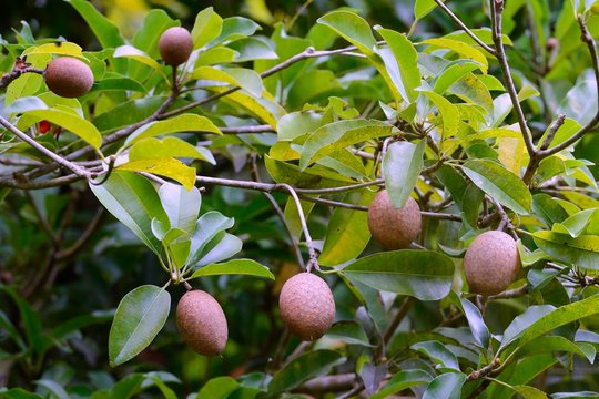 Sapodilla (Manilkara zapota), fruits, Mahe Island, Seychelles, Africa