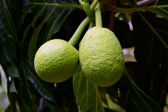 Breadfruit (Artocarpus altilis) tree, fruit, Mahe Island, Seychelles, Africa