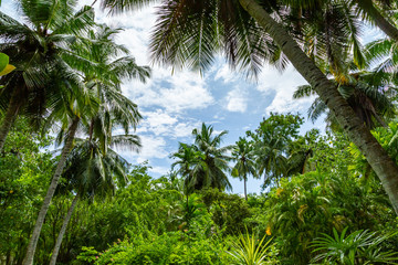 grüner dichter Dschungel mit vielen Palmen