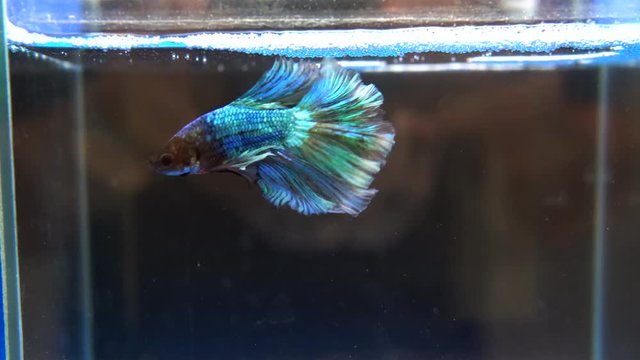 Siamese fighting fish 
