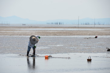 Fishery woman catching crabs and shells in shallow water.