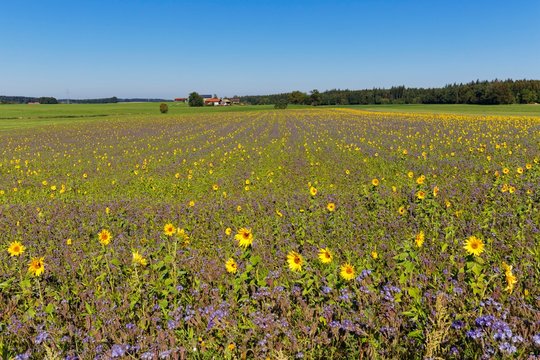 Field of sunflowers (Helianthus) and lacy phacelia (Phacelia tanacetifolia), Palling, Rupertiwinkel, Upper Bavaria, Bavaria, Germany, Europe