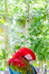 ein Papagei vor grünem Hintergrund reinigt seine Federn