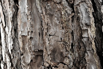 Tree Texture wood nature background