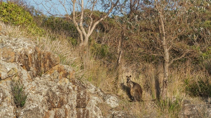 Ein schwarzes Känguru sitzt am Waldrand im Mimosa Rock National Park in NSW Australien