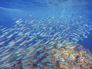 Fototapeta na wymiar ein sehr großer Schwarm Fische (vielstreifen Füsilier und Blauflossenmakrele) schwimmt im Meer an einem Riff entlang 