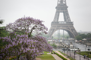Eiffil Tower during spring bloom, Paris