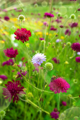 Flower meadow with honey bees