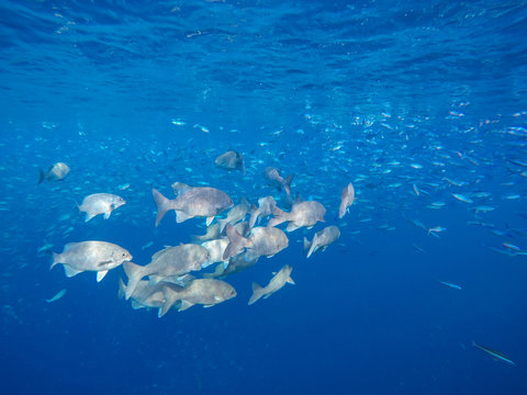 eine Schwarm Fische (Stumpfmaul Meer&auml;schen) schwimmen in Meer auf den Malediven	