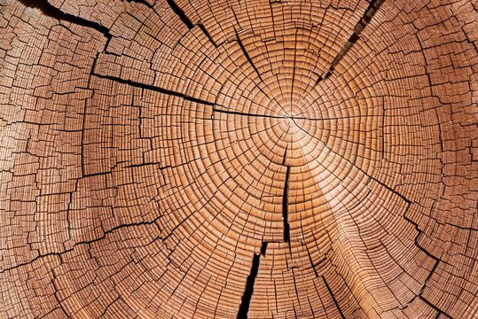 Cross section of tree trunk with annual rings, Virgental, East Tyrol, Austria, Europe