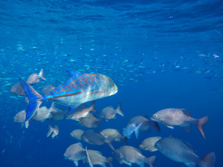 ein sehr großer Schwarm Fische (vielstreifen Füsilier und Blauflossenmakrele) schwimmt im Meer an einem Riff entlang	
