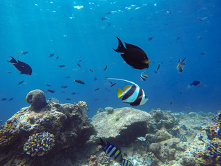 Wimpelfische schwimmen nah an der Wasseroberfläche auf den Malediven