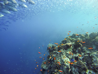 Fototapeta na wymiar ein Korallenriff mit verschiedenen Fischarten 