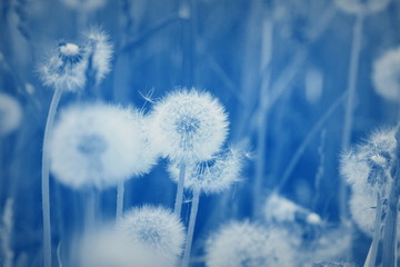 field of dandelion seeds blowing. stems and white fluffy dandelions ready to blow