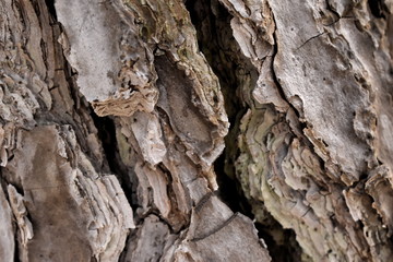 Tree Texture wood nature background