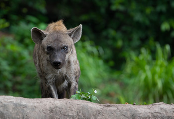 Hyenas stand on the rock looking at the camera.