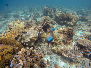 Naklejka na ściany i meble ein großer Fisch (Masken- Papageifisch) in einem Korallenriff