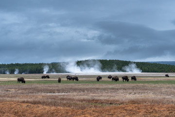 Some buffalos in the late afternoon in Yellowstone Nationalpark