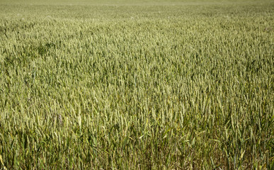 Wheat fields