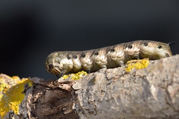 Hawk-moth larvae - Agrius convolvuli, Crete 