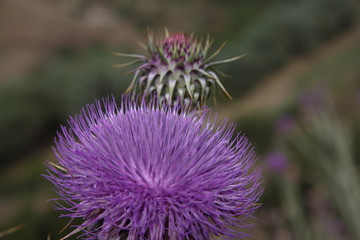 Pink artichoke thistle flower with green stems